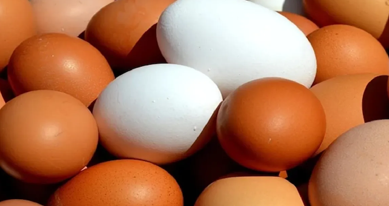 Salgın hızla yayıldı: 1,5 milyon koli yumurta toplatıldı