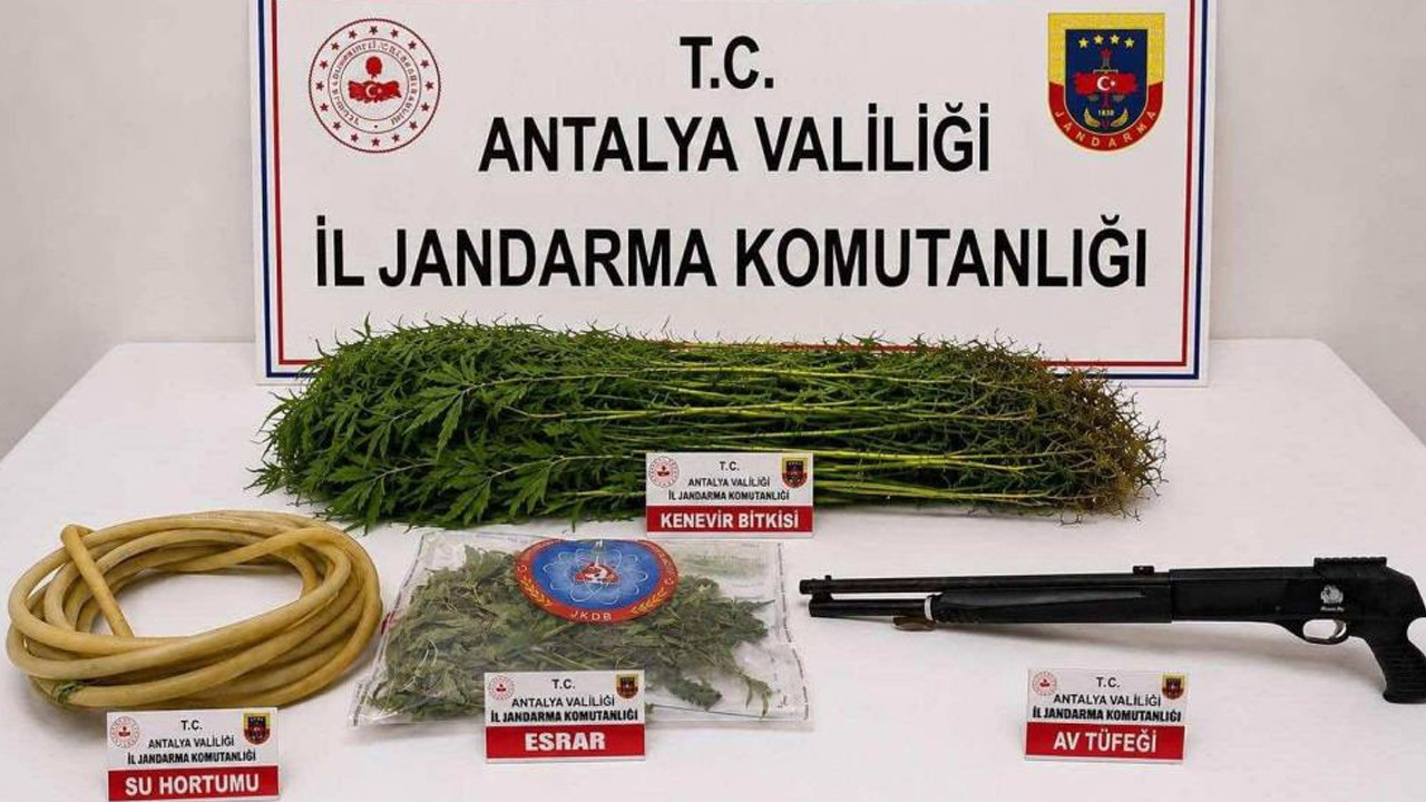 Alanya’da uyuşturucu operasyonu: 120 kök kenevir bulundu, şüpheli tutuklandı
